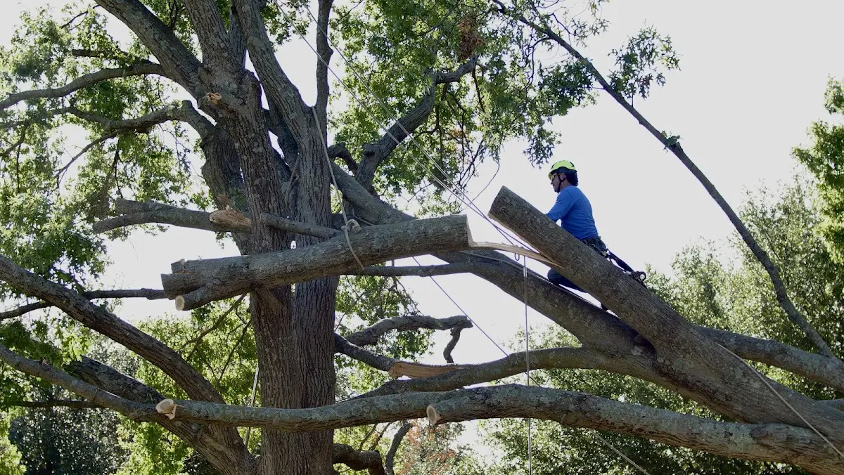 Professional Crown Thinning performed by certified arborists in Pollard