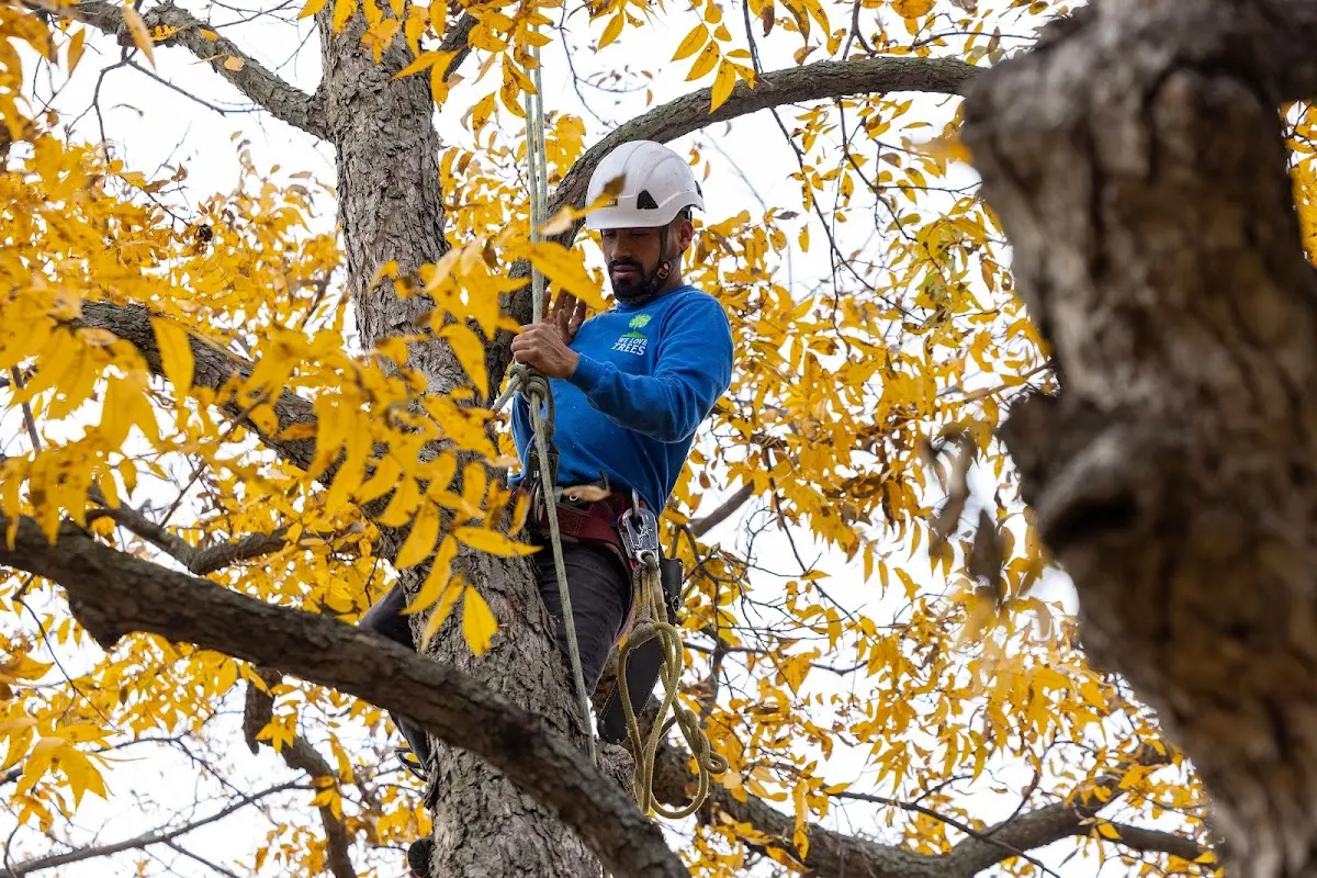 Skilled Tree Pruning crew working in Pollard