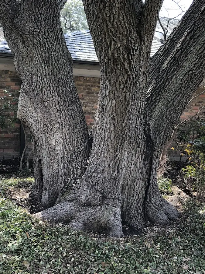 Mature heritage tree close to a Pollard property cared for by certified arborists